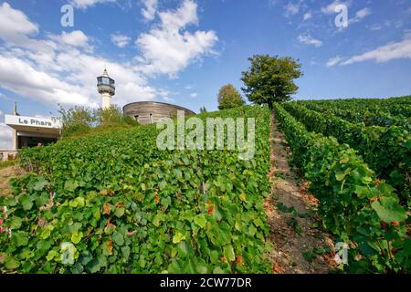 Weinanbau in der Champagne, Montagne de Reims, Route du Champagne, Le Phare , Leuchtturm von Verzenay, Frankreich Stock Photo