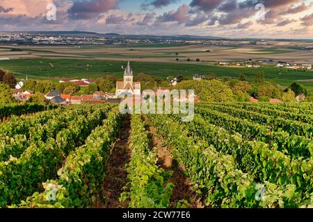 Weinanbau in der Champagne, Montagne de Reims, Route du Champagne, Le ...