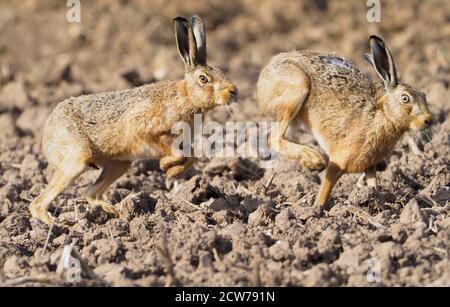 One 'obvious male' Brown hare Lepus europaeus chasing female. Stock Photo