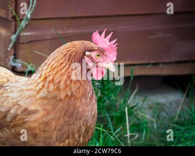 FREE RANGE Warren chicken Stock Photo - Alamy