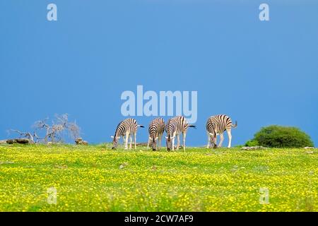 Zebras grazing, Equus quagga burchellii, on a yellow flower field. Colorful African scenery in Etosha National Park, Namibia, Africa.. Stock Photo