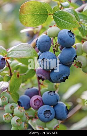 clusters of blueberries on bush, vertical frame Stock Photo