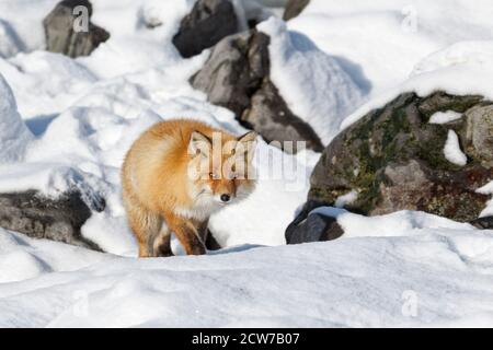 Ezo red fox, Vulpes vulpes schrencki, is stalking uphill in the snow, front view of the smart animal's face. Hokkaido, Japan. Stock Photo