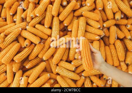 Hand hold orange corn cob. USA agriculture, harvest season. Healthy and organic, non gmo, vegetarian food. Pop corn ingredient. Stock Photo