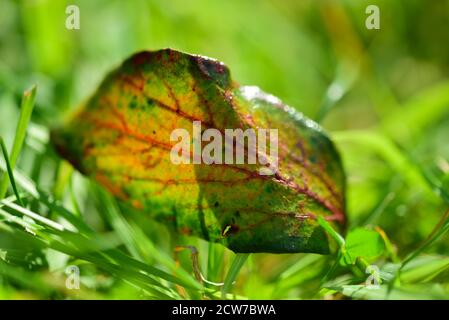 Autumn leaf from rowan tree Stock Photo