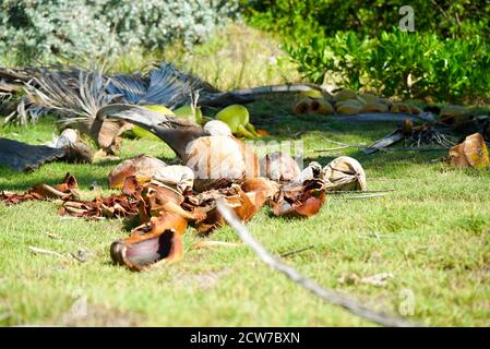 Empty green coconut shell. Used coconut Shells Stock Photo
