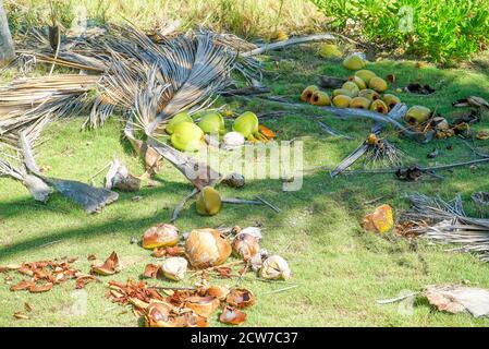Empty green coconut shell. Used coconut Shells Stock Photo