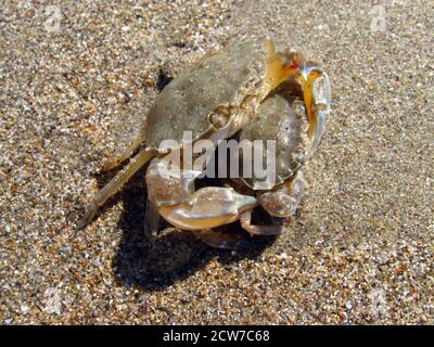 Mediterranean Shore Crab Carcinus Aestuarii Stock Photo Alamy mediterranean-shore-crab-carcinus-aestuarii-stock-photo-alamy