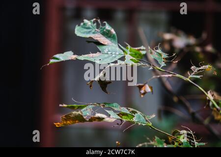 Leaves in front of a window during the Fall in Lake Placid, NY Stock Photo