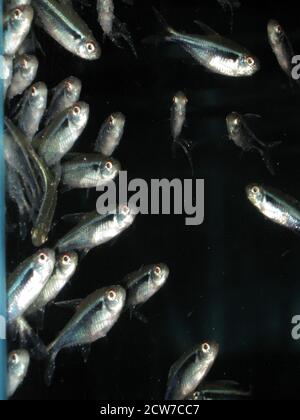 White spot fish disease caused by the ciliate protozoan Ichthyophthirius multifiliis Stock Photo