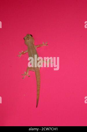 Lepidodactylus lugubris, known as the mourning gecko or common smooth-scaled gecko Stock Photo