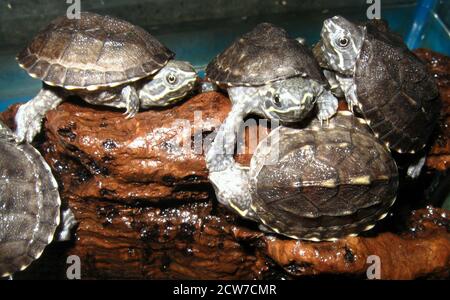 Baby stinkpot turtle, Sternotherus odoratus Stock Photo