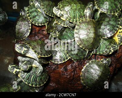 Baby Yellow-bellied turtle, Trachemys scripta scripta Stock Photo