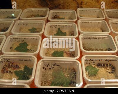 Morphs of Leopard gecko (Eublepharis macularius) for sale in a Reptile fair Stock Photo