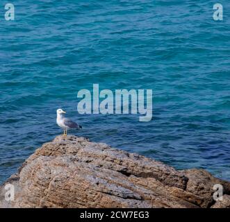 Seagull Isolated. Seabird looking sideways standing  on a rock on the beach. Stock Photo