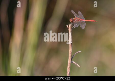 Male red-veined darter or nomad (Sympetrum fonscolombii) dragonfly of the genus Sympetrum, sunbathing on twig, Germany, Europe Stock Photo
