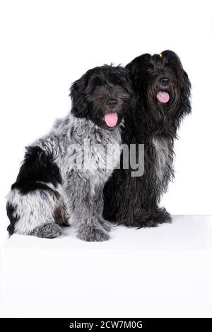Two Schapendoes or Dutch Sheepdogs dogs isolated on a white background Stock Photo