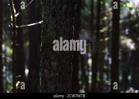 A spider web hanging from a tree in the woods Stock Photo