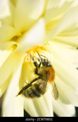 Close up of Bee collecting nectar on flower Stock Photo