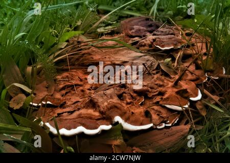 Fungus growing out of the stump of a cut down maple tree with sap Stock Photo