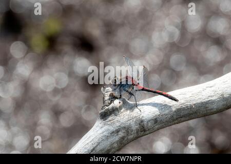 Boreal Whiteface Dragonfly (Leucorrhinia borealis) Perched on a Dead Log at a Lake in the Mountains of Colorado Stock Photo