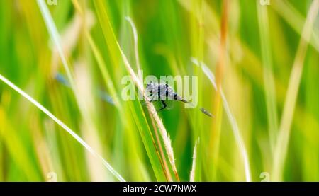 An Adult Male Black Meadowhawk (Sympetrum danae) Dragonfly Perched on Green Vegetation at a Marsh in Colorado Stock Photo