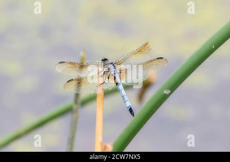 A Blue Dasher (Pachydiplax longipennis) Dragonfly Perched Near a Small Marsh in Colorado Stock Photo