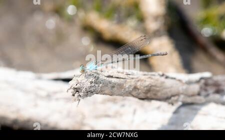 A Female Blue-fronted Dancer (Argia apicalis) Damselfly Perched on a Log Near Water in Colorado Stock Photo