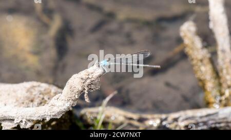 A Female Blue-fronted Dancer (Argia apicalis) Damselfly Perched on a Log Near Water in Colorado Stock Photo