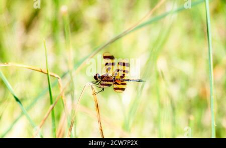 A Halloween Pennant (Celithemis eponina) Dragonfly Perched on Vegetation Near a Small Marsh in Eastern Colorado Stock Photo