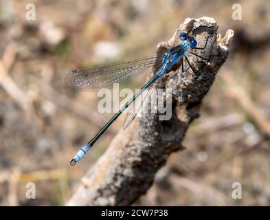A Northern Spreadwing (Lestes disjunctus) Damselfly Perched on a Dead Log at a Small Lake in Colorado Stock Photo