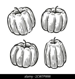 Pumpkin set sketch. Vegetables, food vintage vector illustration Stock Vector