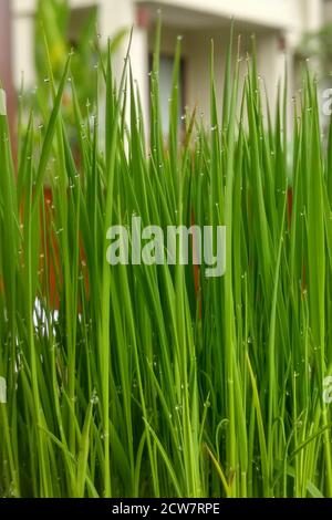 Seedling rice in pot on the table of cafe. Live green juicy grass in bowl with raindrops. Close up. Stock Photo