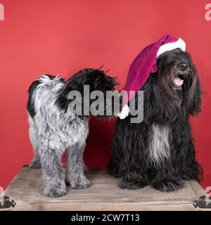 a Schapendoes or Dutch Sheepdog sitting in a red background wearing and stealing a christmas hat Stock Photo