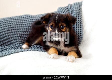 Toy terrier puppy lying on blanket on bed. Dog lies on sofa at home looks at camera. Puppy misses owners at home alone. Portrait cute young small Stock Photo