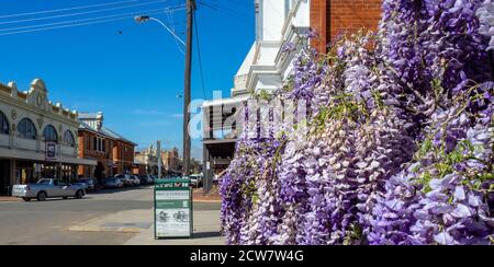 Flowering wisteria growing over a fence on Avon Terrace York Western Australia. Stock Photo