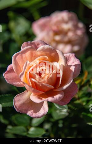 Rosa 'Abraham Darby' - a well-rounded, vigorous Rose bearing very large, cup-shaped flowers with a rich, fruity fragrance with a refreshing sharpness. Stock Photo