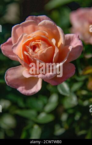 Rosa 'Abraham Darby' - a well-rounded, vigorous Rose bearing very large, cup-shaped flowers with a rich, fruity fragrance with a refreshing sharpness. Stock Photo