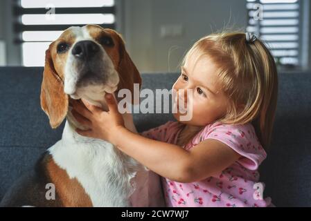 Child hugging tight Beagle dog in bright room. Dog with a cute caucasian baby girl on sofa Stock Photo
