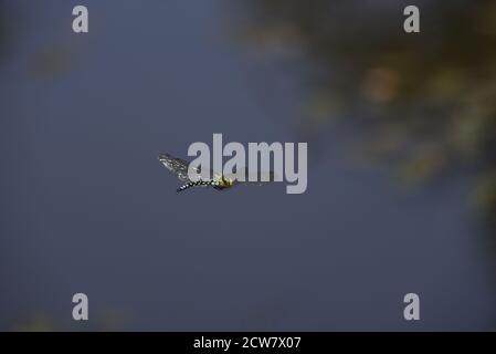 Southern Hawker Dragonfly (Aeshma cyanea), Male in Flight over Pond in Mid Wales in September Stock Photo