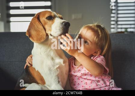 Child hugging tight Beagle dog in bright room. Dog with a cute caucasian baby girl on sofa Stock Photo