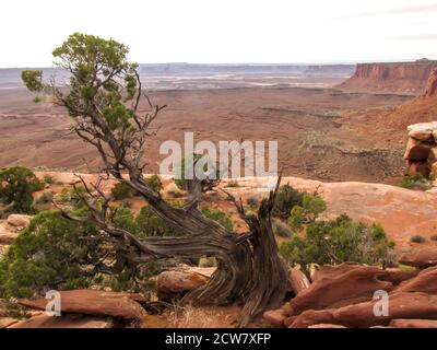 A gnarled Utah Juniper, Juniperus Osteosperma, at the Grand viewpoint of the Island in the Sky Mesa of Canyonlands National Park, in Utah, USA, with t Stock Photo