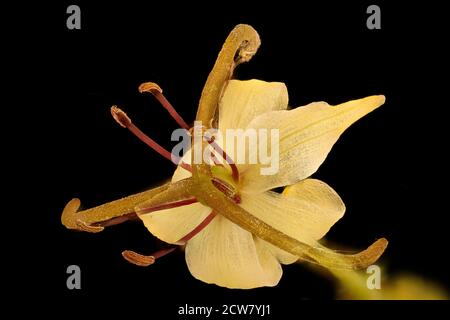 Medeola virginiana 3, Indian-Cucumber Root, Howard Co, Md, H Metzman 2018-06-20-13.14.09 ZS PMax UDR Stock Photo