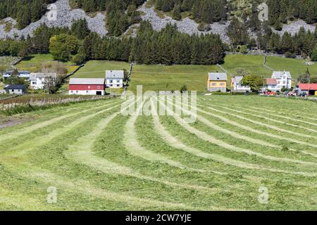 RUNDE, NORWAY - 2016 JUNE 10. Fresh grass in the farmer field at Runde Island Stock Photo