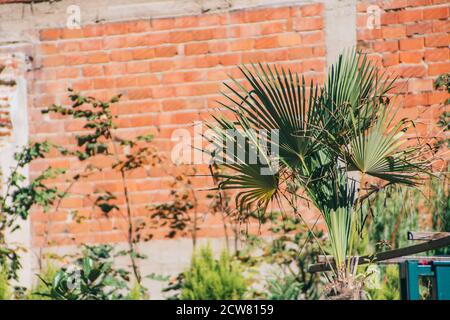A green plant in a garden. A red brick building behind the plant. Stock Photo