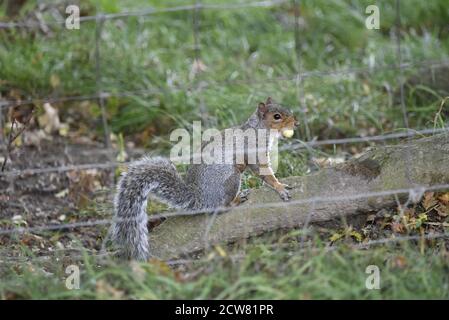 Grey Squirrel (Sciurus carolinensis) Sitting on a Horizontal Log with an Acorn in its Mouth in Mid Wales in September Stock Photo