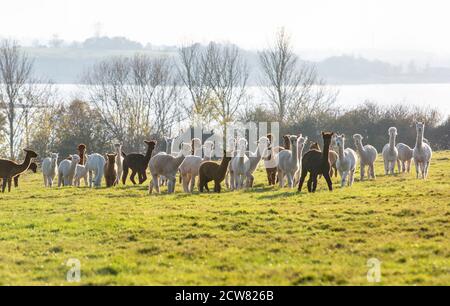 An alpaca farm in Warwickshire, UK Stock Photo