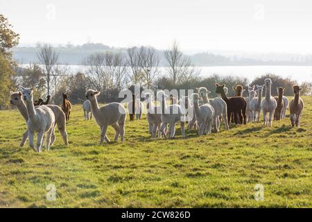 An alpaca farm in Warwickshire, UK Stock Photo