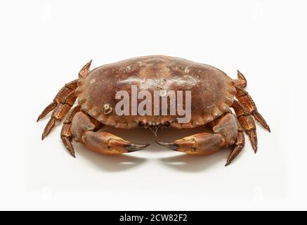 Fresh raw edible brown sea crab isolated on white background. Stock Photo