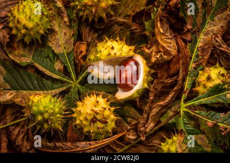 Fallen horse chestnuts (conkers) on woodland floor Stock Photo